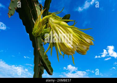 Primo piano del fiore non aperto di hylocereus undatus (pitahaya a carne bianca) coltivato come vite ornamentale o per i suoi frutti. Foto Stock