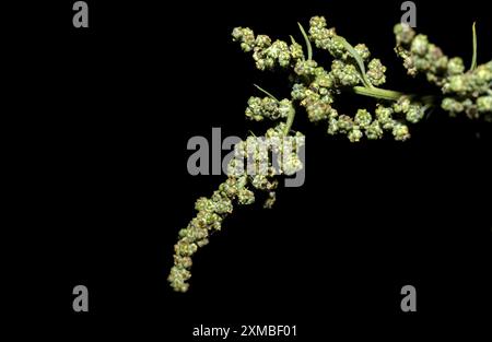 Chenopodium berlandieri, l'album Chenopodium è anche chiamato lambs Quarters, melde, goosefoot o FAT hen, isolato su sfondo nero Foto Stock