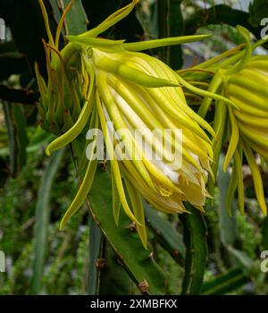 Primo piano del fiore non aperto di hylocereus undatus (pitahaya a carne bianca) coltivato come vite ornamentale o per i suoi frutti. Foto Stock