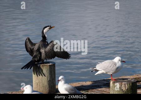 Cormorano, o Pied Shag, che asciuga le ali dopo le immersioni, Waikanae, Kapiti, North Island, nuova Zelanda Foto Stock