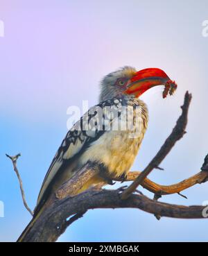 Hornbill con becco rosso del sud Foto Stock