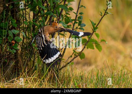 Ein Wiedehopf Upupa epops bei Groß Briesen Landkreis Potsdam-Mittelmark im Fläming nel Brandeburgo. In Deutschland Gilt der Bestand der Art als gefährdet. *** Un hoopoe Upupa epop vicino a Groß Briesen nel distretto Potsdam Mittelmark di Fläming nel Brandeburgo in Germania, la popolazione delle specie è considerata in pericolo Foto Stock