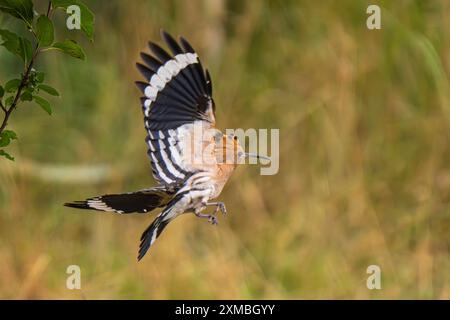 Ein Wiedehopf Upupa epops bei Groß Briesen Landkreis Potsdam-Mittelmark im Fläming nel Brandeburgo. In Deutschland Gilt der Bestand der Art als gefährdet. *** Un hoopoe Upupa epop vicino a Groß Briesen nel distretto Potsdam Mittelmark di Fläming nel Brandeburgo in Germania, la popolazione delle specie è considerata in pericolo Foto Stock