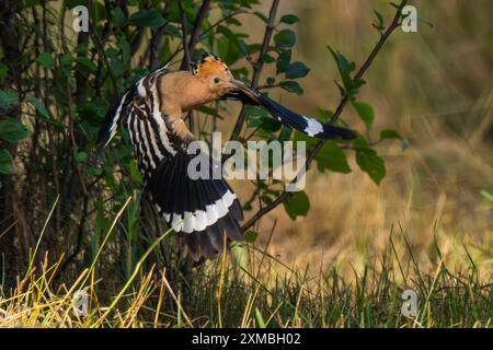 Ein Wiedehopf Upupa epops bei Groß Briesen Landkreis Potsdam-Mittelmark im Fläming nel Brandeburgo. In Deutschland Gilt der Bestand der Art als gefährdet. *** Un hoopoe Upupa epop vicino a Groß Briesen nel distretto Potsdam Mittelmark di Fläming nel Brandeburgo in Germania, la popolazione delle specie è considerata in pericolo Foto Stock