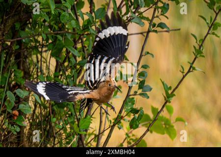 Ein Wiedehopf Upupa epops bei Groß Briesen Landkreis Potsdam-Mittelmark im Fläming nel Brandeburgo. In Deutschland Gilt der Bestand der Art als gefährdet. *** Un hoopoe Upupa epop vicino a Groß Briesen nel distretto Potsdam Mittelmark di Fläming nel Brandeburgo in Germania, la popolazione delle specie è considerata in pericolo Foto Stock