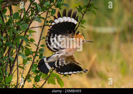 Ein Wiedehopf Upupa epops bei Groß Briesen Landkreis Potsdam-Mittelmark im Fläming nel Brandeburgo. In Deutschland Gilt der Bestand der Art als gefährdet. *** Un hoopoe Upupa epop vicino a Groß Briesen nel distretto Potsdam Mittelmark di Fläming nel Brandeburgo in Germania, la popolazione delle specie è considerata in pericolo Foto Stock