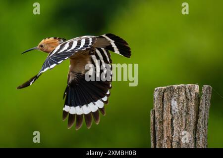 Ein Wiedehopf Upupa epops bei Groß Briesen Landkreis Potsdam-Mittelmark im Fläming nel Brandeburgo. In Deutschland Gilt der Bestand der Art als gefährdet. *** Un hoopoe Upupa epop vicino a Groß Briesen nel distretto Potsdam Mittelmark di Fläming nel Brandeburgo in Germania, la popolazione delle specie è considerata in pericolo Foto Stock