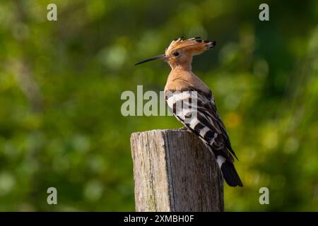 Ein Wiedehopf Upupa epops bei Groß Briesen Landkreis Potsdam-Mittelmark im Fläming nel Brandeburgo. In Deutschland Gilt der Bestand der Art als gefährdet. *** Un hoopoe Upupa epop vicino a Groß Briesen nel distretto Potsdam Mittelmark di Fläming nel Brandeburgo in Germania, la popolazione delle specie è considerata in pericolo Foto Stock