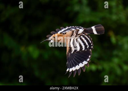 Ein Wiedehopf Upupa epops bei Groß Briesen Landkreis Potsdam-Mittelmark im Fläming nel Brandeburgo. In Deutschland Gilt der Bestand der Art als gefährdet. *** Un hoopoe Upupa epop vicino a Groß Briesen nel distretto Potsdam Mittelmark di Fläming nel Brandeburgo in Germania, la popolazione delle specie è considerata in pericolo Foto Stock