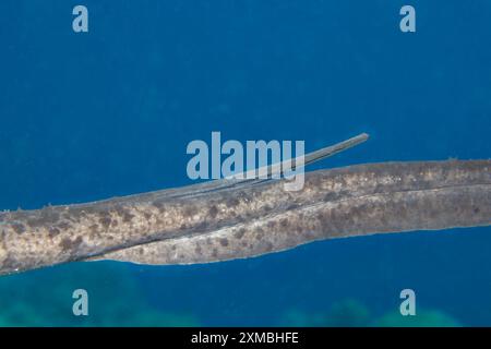 Uno sguardo ravvicinato alla coda e al pungiglione spinato di una pastinaca marmorizzata, Taeniurops meyeni, Guam, Micronesia, Isole Marianne, mare delle Filippine. Questi sono a. Foto Stock