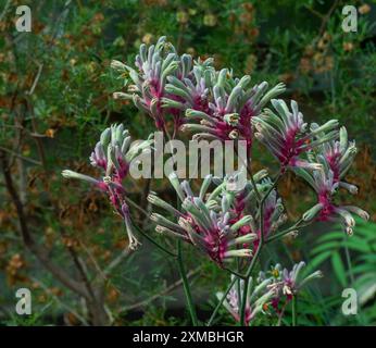 Zampa di canguro gialla, flavidus di Anigozanthos, nativo dell'Australia occidentale del sud-ovest. Foto Stock