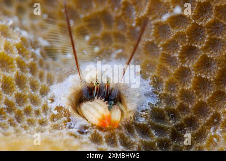 Il granchio eremita corallino di questo Kropp, Paguritta kroppi, vive in un buco di corallo duro e intrappola il passaggio del plancton nelle sue antenne piume, Guam, Micronesia Foto Stock