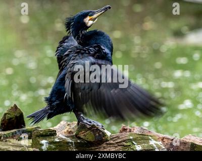 uccelli cormorani che essiccano le ali al sole Foto Stock