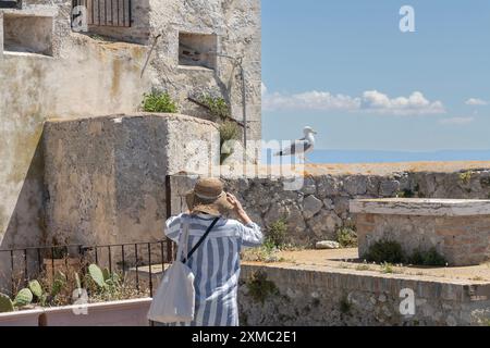 Vista posteriore di una donna che scatta una foto di gabbiano Foto Stock