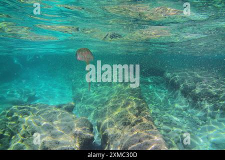 Pelagia noctiluca, nota anche come medusa punzonatrice di malva a Palma di Maiorca, medusa viola, medusa luminosa e medusa notturna. Foto Stock