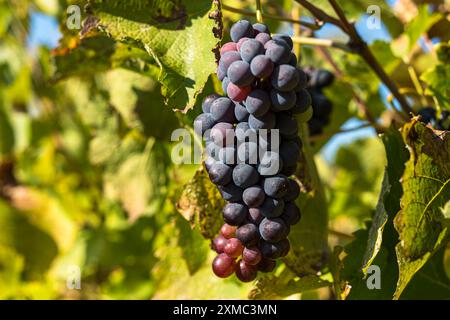 Uva rossa matura su una vite del vino francese della valle del Rodano durante la stagione della vendemmia uva rossa matura su una vite della valle del Rodano francese durante la stagione della vendemmia Foto Stock