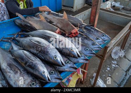 Pesci in un mercato locale giornaliero a Bandar Abbas, Iran. Foto Stock