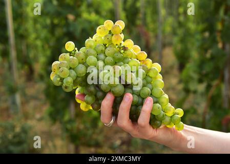 L'uva bianca matura tagliata è tenuta a mano da donna con viti sullo sfondo. Foto Stock