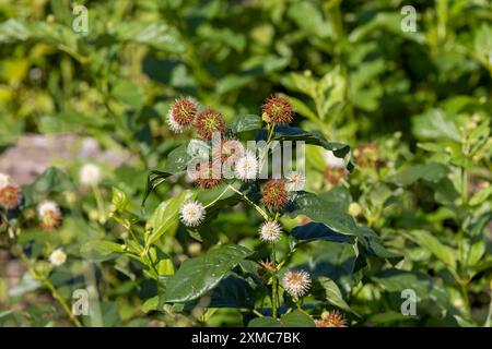 Buttonbush (Cephalanthus occidentalis) nella foresta statale dell'Ohio Foto Stock