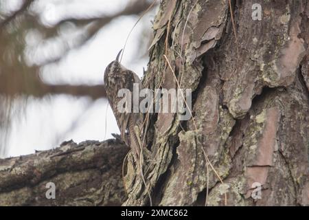 Certhia himalayana (Certhia himalayana) o Himalayan Treecreeper nel monte Abbott a Uttarakhand, India Foto Stock