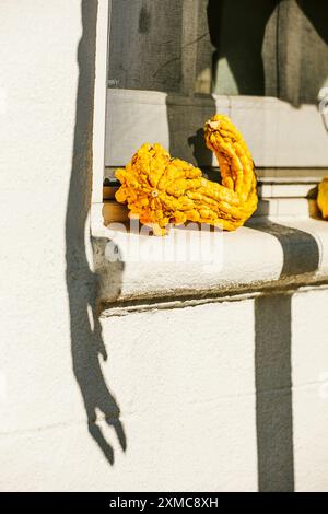 Zucca gialla brillante e ombra di scheletro sul muro per Halloween Foto Stock