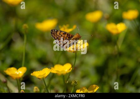 Un fritillario di Glanville (Melitaea cinxia) si stabilì su un fiore giallo. Foto Stock