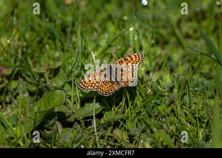 Un fritillario di Glanville (Melitaea cinxia) si stabilì su un fiore giallo. Foto Stock