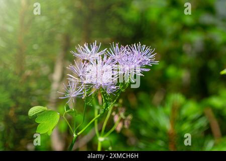 Splendidi fiori rosa dell'aquilegifolium Thalictrum, primo piano. Rue-prato della colonna siberiana, rue-prato columbine, rue-prato francese, prato maggiore- Foto Stock