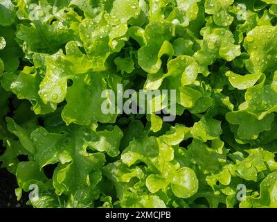 Primo piano di foglie di insalata verde fresca con gocce d'acqua. Concetto di alimentazione biologica e sana. Perfetto per pubblicità di cibo, menu, ricettario, lif Foto Stock