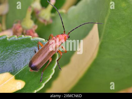 Primo piano di coleottero rosso soldato su una foglia Foto Stock