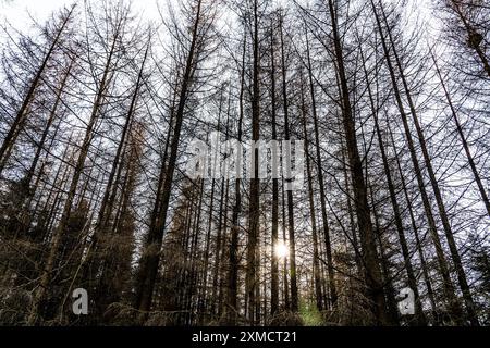 Area forestale a nord del villaggio di Hirschberg, distretto di Soest, abeti morti, alberi morti a causa dell'infestazione di scarabeo di corteccia, foresta di Arnsberg, nord Foto Stock