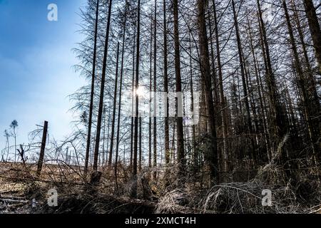 Area forestale a nord del villaggio di Hirschberg, distretto di Soest, abeti morti, alberi morti a causa dell'infestazione di scarabeo di corteccia, foresta di Arnsberg, nord Foto Stock
