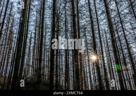 Area forestale a nord del villaggio di Hirschberg, distretto di Soest, abeti morti, alberi morti a causa dell'infestazione di scarabeo di corteccia, foresta di Arnsberg, nord Foto Stock