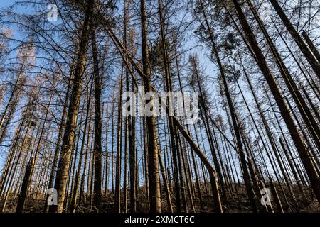 Area forestale a nord del villaggio di Hirschberg, distretto di Soest, abeti morti, alberi morti a causa dell'infestazione di scarabeo di corteccia, foresta di Arnsberg, nord Foto Stock