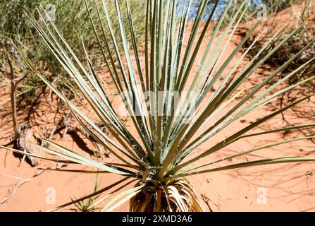 Pianta di Yucca che cresce nel Parco Nazionale di Arches - Utah, Stati Uniti Foto Stock