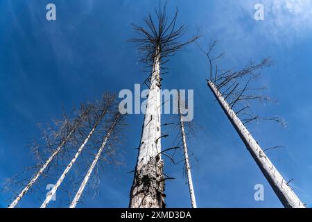 Abeti morti nella foresta di Arnsberg vicino a Hirschberg, distretto di Soest, morti a causa di un'infestazione pesante di coleottero della corteccia, Renania settentrionale-Vestfalia Foto Stock