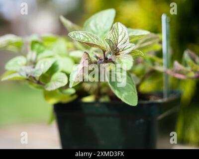 Primo piano della pianta di origano in una pentola di plastica pronta per essere piantata in giardino Foto Stock