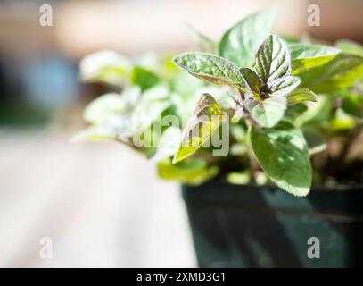 Primo piano della pianta di origano in una pentola di plastica pronta per essere piantata in giardino Foto Stock