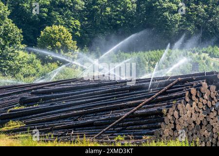 Lo stoccaggio di legno umido di una segheria, il legno che viene immagazzinato più a lungo è cosparso di acqua in modo che i tronchi assorbiscano l'acqua e quindi tengano lontani i parassiti e il WO Foto Stock