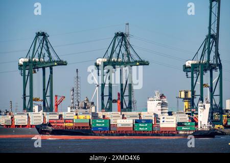 Il porto di Anversa, sulla Schelda, è il secondo porto marittimo più grande d'Europa, il Container Terminal lPSA Europa Terminal, Fiandre, Belgio Foto Stock