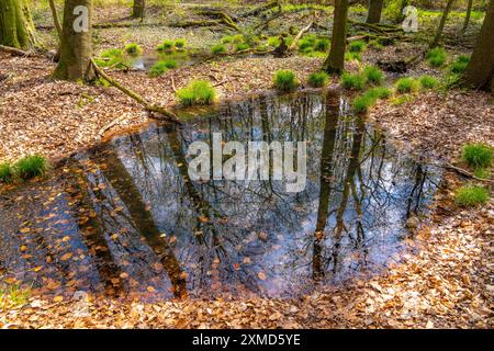 Lo Sterkrader Wald a Oberhausen, all'incrocio autostradale di Oberhausen, dove si incontrano le A2/A3A/A516, deve essere ampliato, con 11 ettari di foresta Foto Stock