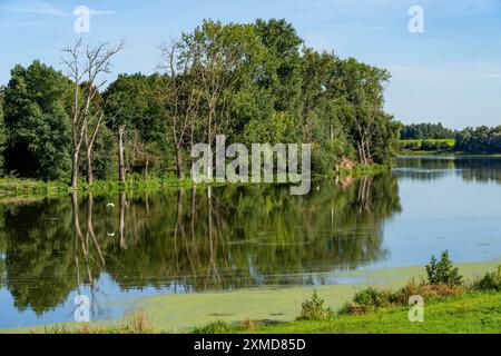 Riserva naturale di Bislicher Insel, vicino a Xanten sul basso Reno, paesaggio pianeggiante alluvionale, vecchio braccio del Reno, habitat protetto per molti animali e piante Foto Stock