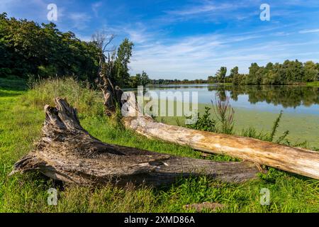 Riserva naturale di Bislicher Insel, vicino a Xanten sul basso Reno, paesaggio pianeggiante alluvionale, vecchio braccio del Reno, habitat protetto per molti animali e piante Foto Stock