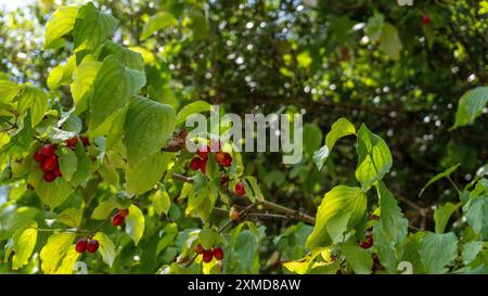 Frutti di mirtillo rosso biologici (ciliegio corneliano, pelo) trovati su un ramo d'albero in natura Foto Stock