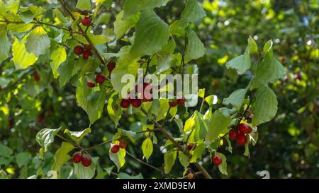 Frutti di mirtillo rosso biologici (ciliegio corneliano, pelo) trovati su un ramo d'albero in natura Foto Stock