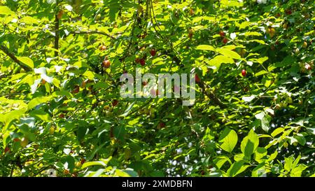 Frutti di mirtillo rosso biologici (ciliegio corneliano, pelo) trovati su un ramo d'albero in natura Foto Stock