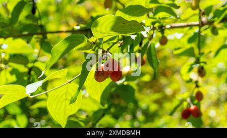 Frutti di mirtillo rosso biologici (ciliegio corneliano, pelo) trovati su un ramo d'albero in natura Foto Stock