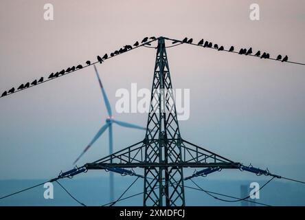 Molti uccelli, ruscelli, seduti su una linea elettrica ad alta tensione dopo il tramonto, centrali eoliche, Hamm, Renania settentrionale-Vestfalia, Germania Foto Stock