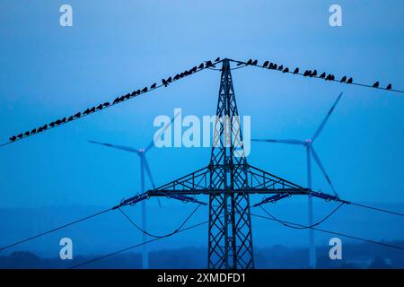 Molti uccelli, ruscelli, seduti su una linea elettrica ad alta tensione dopo il tramonto, centrali eoliche, Hamm, Renania settentrionale-Vestfalia, Germania Foto Stock