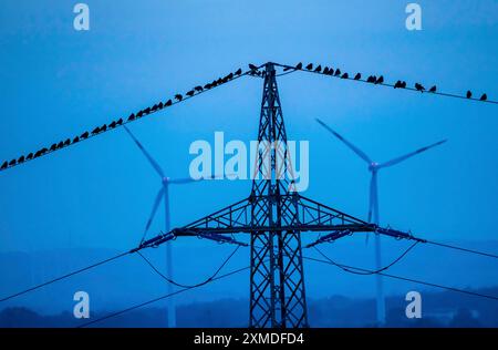 Molti uccelli, ruscelli, seduti su una linea elettrica ad alta tensione dopo il tramonto, centrali eoliche, Hamm, Renania settentrionale-Vestfalia, Germania Foto Stock